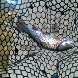 炎天下トラウト爆釣！