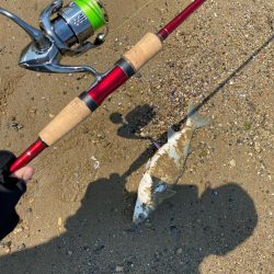 満月後の昼間は1番釣れない事を証明する