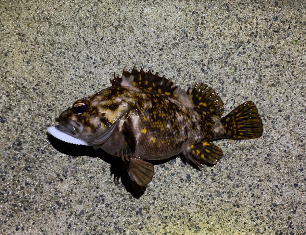 居付きのクロソイ！