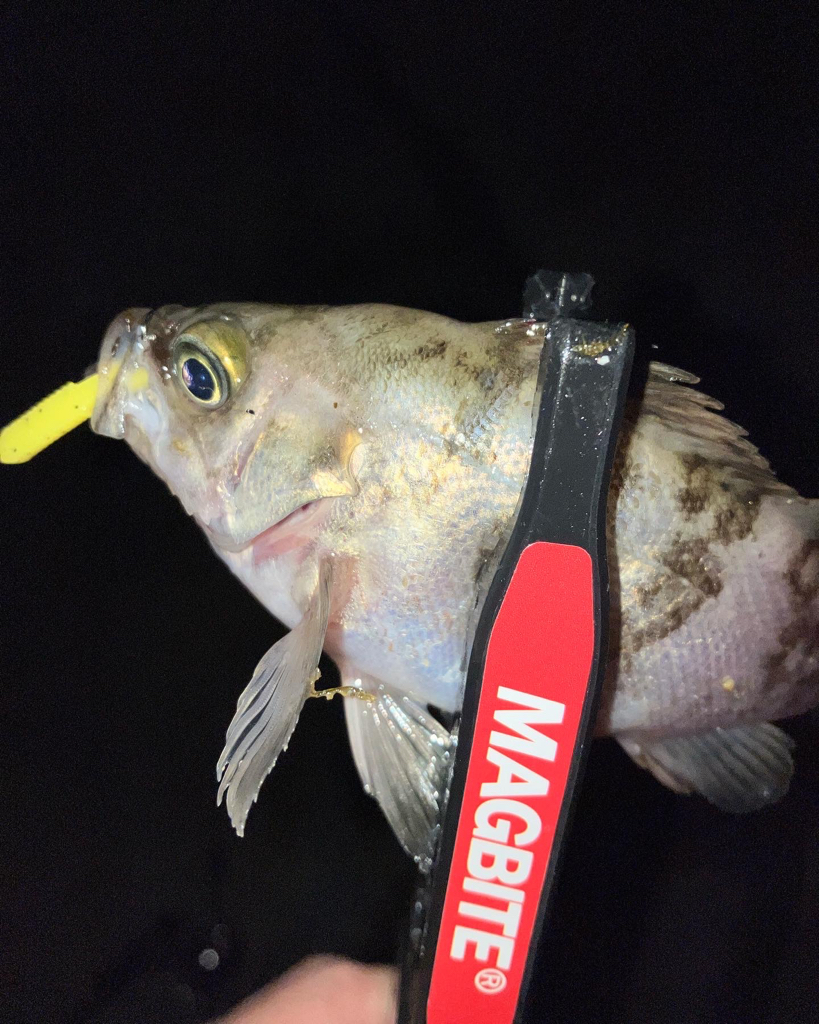 メバルプラッギング