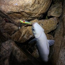 バチ抜け　シーバス　ボラ