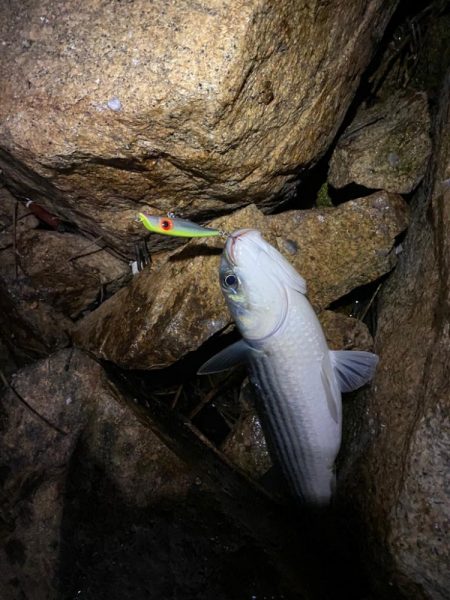 バチ抜け　シーバス　ボラ