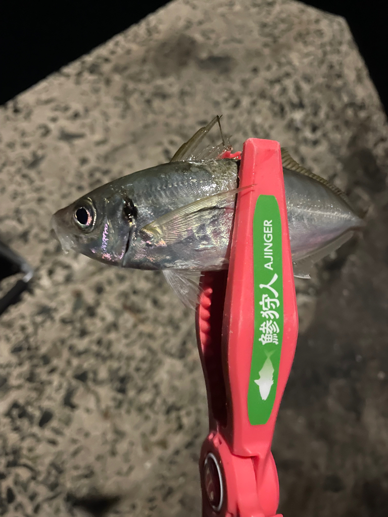 満潮時にパタンと反応が止まる