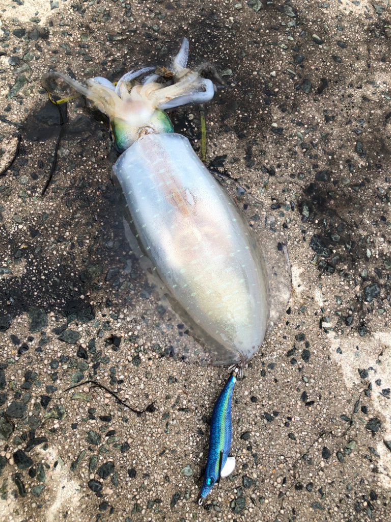 霧雨の中のエギング！