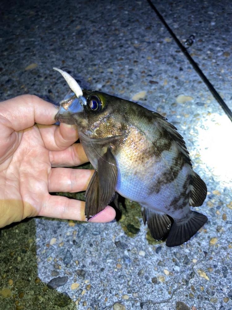 デカいのバラす