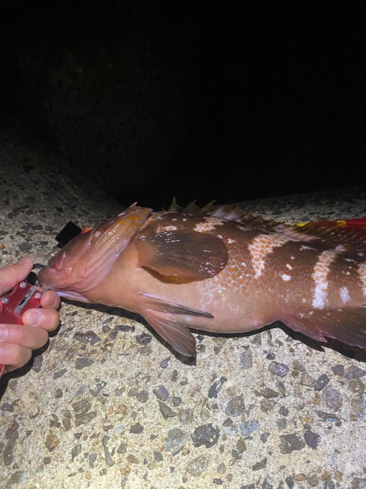 アコウハンティング