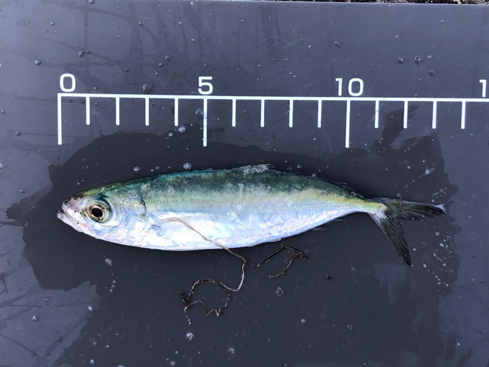 トリックサビキからのヒラメ！