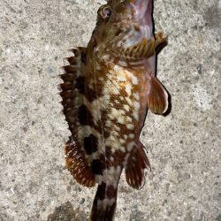 ホンマに渋い…