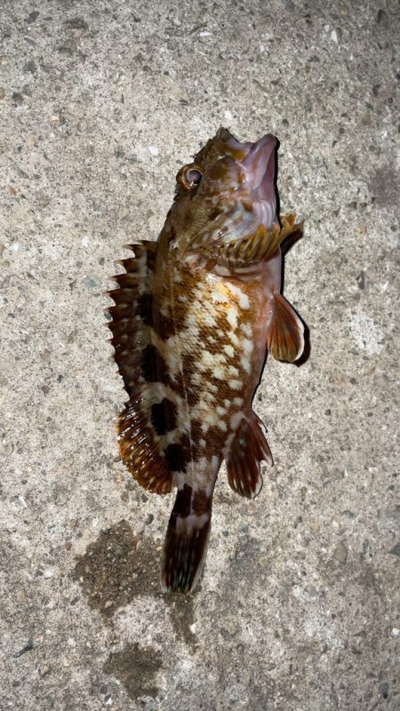 ホンマに渋い…