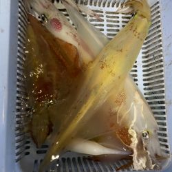 春イカ釣行で、40cmクラスのヤリイカ