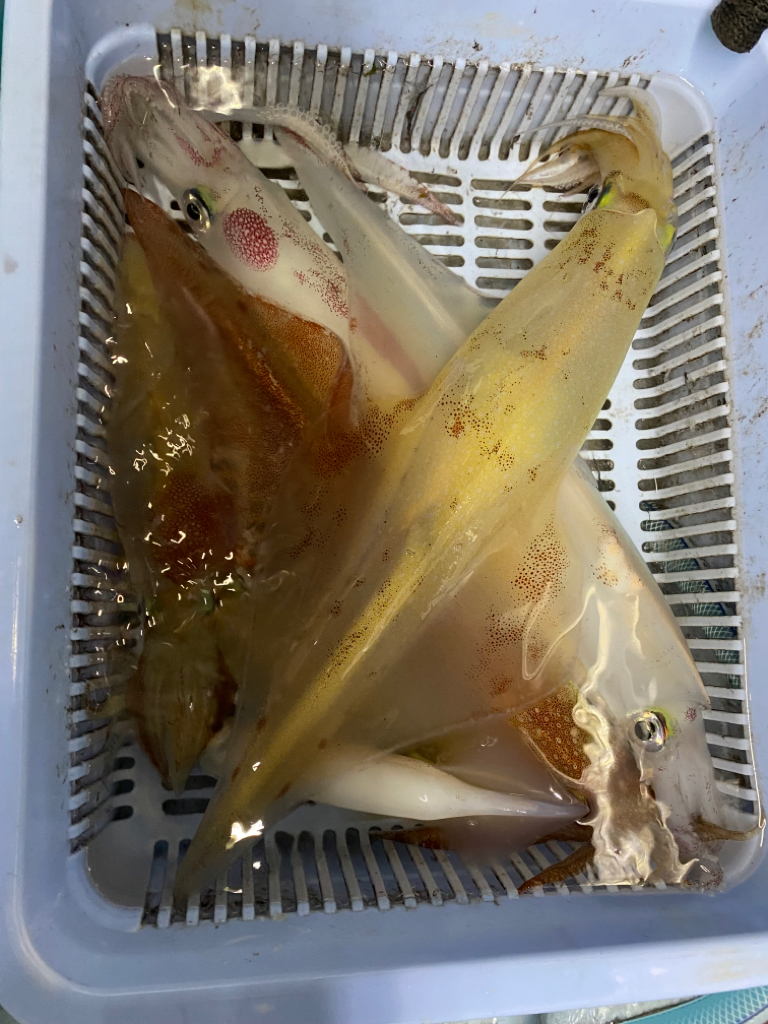 春イカ釣行で、40cmクラスのヤリイカ