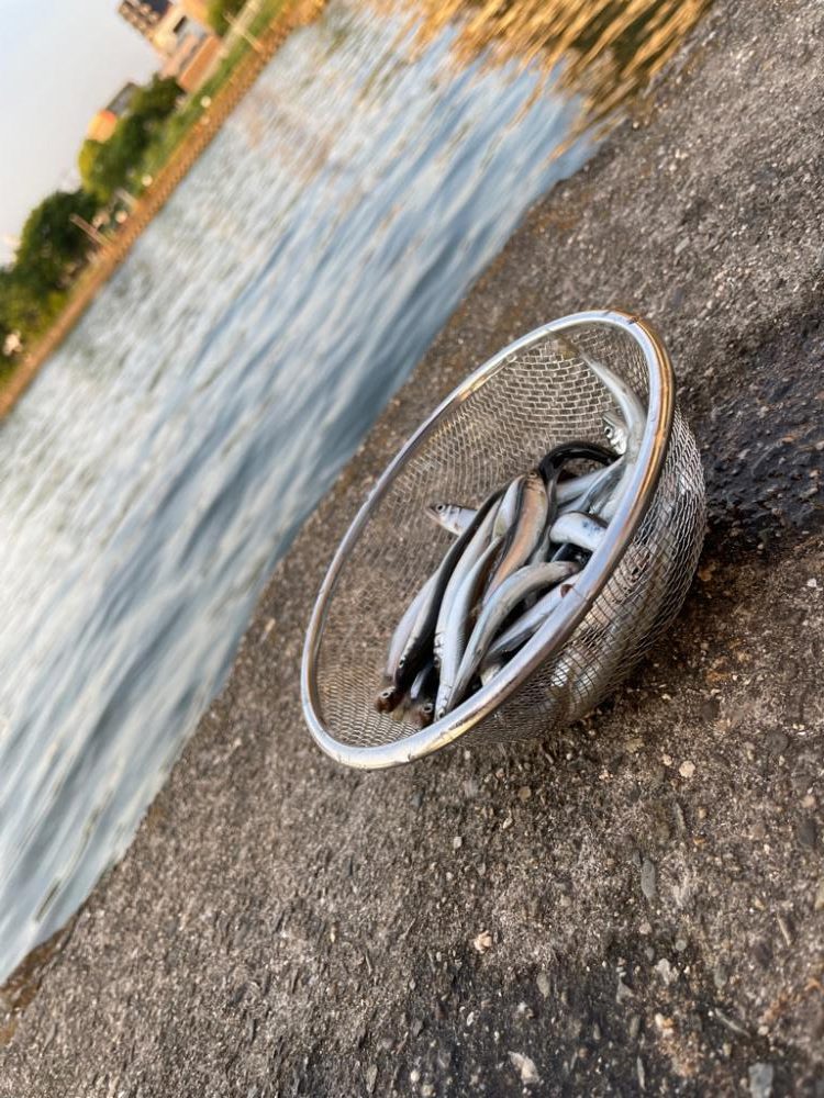 稚鮎サビキのお供はバナナとチーズだね！