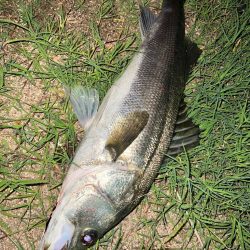 岸壁のシーバス