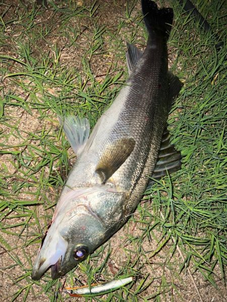 岸壁のシーバス