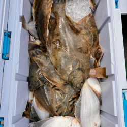 サクラサカズ…