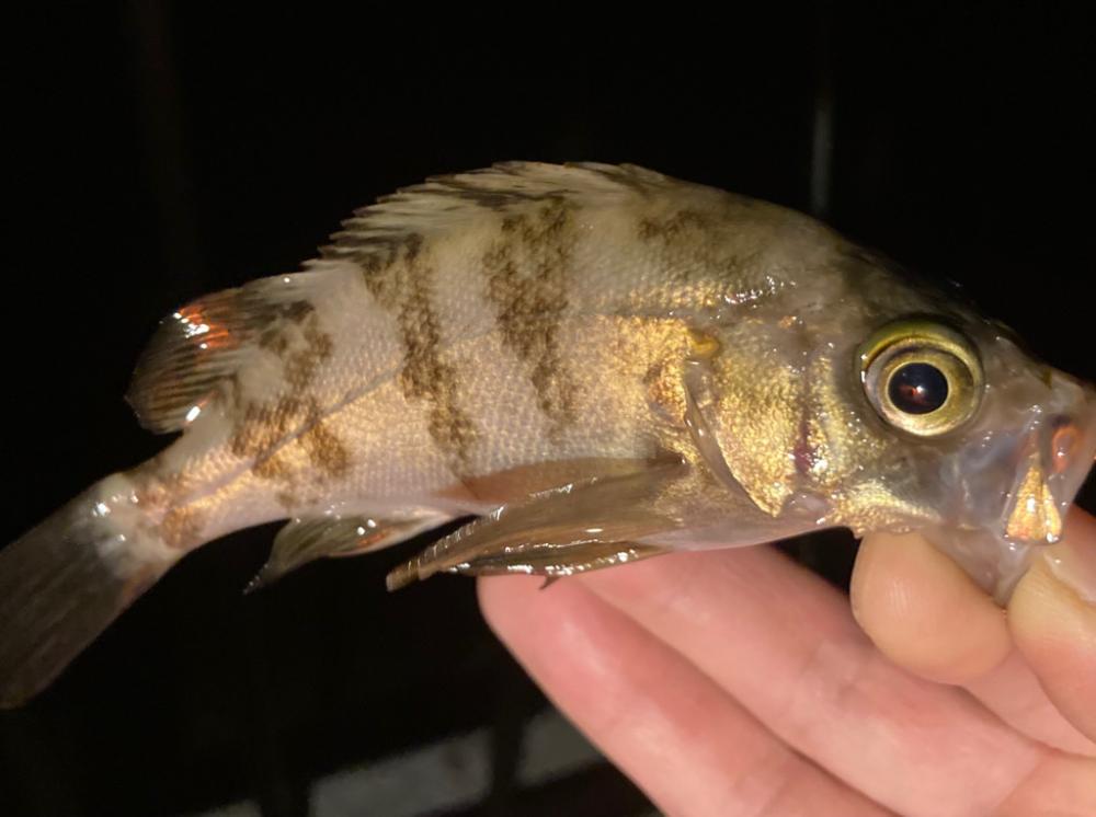 メバルを探しに!