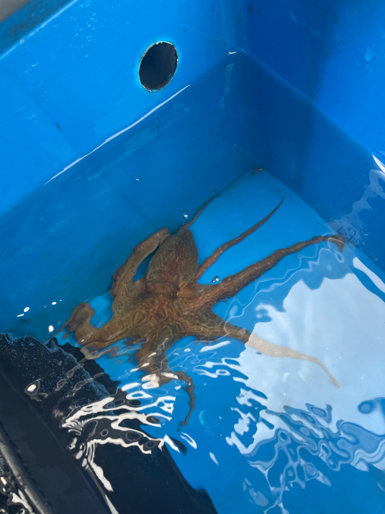 明石沖タコ釣り