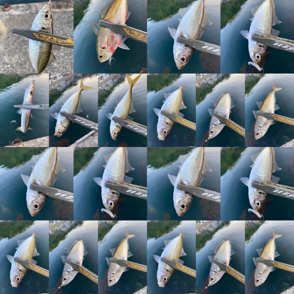 型狙いのマズメ勝負