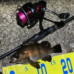 メバルハイシーズン