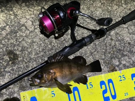 メバルハイシーズン