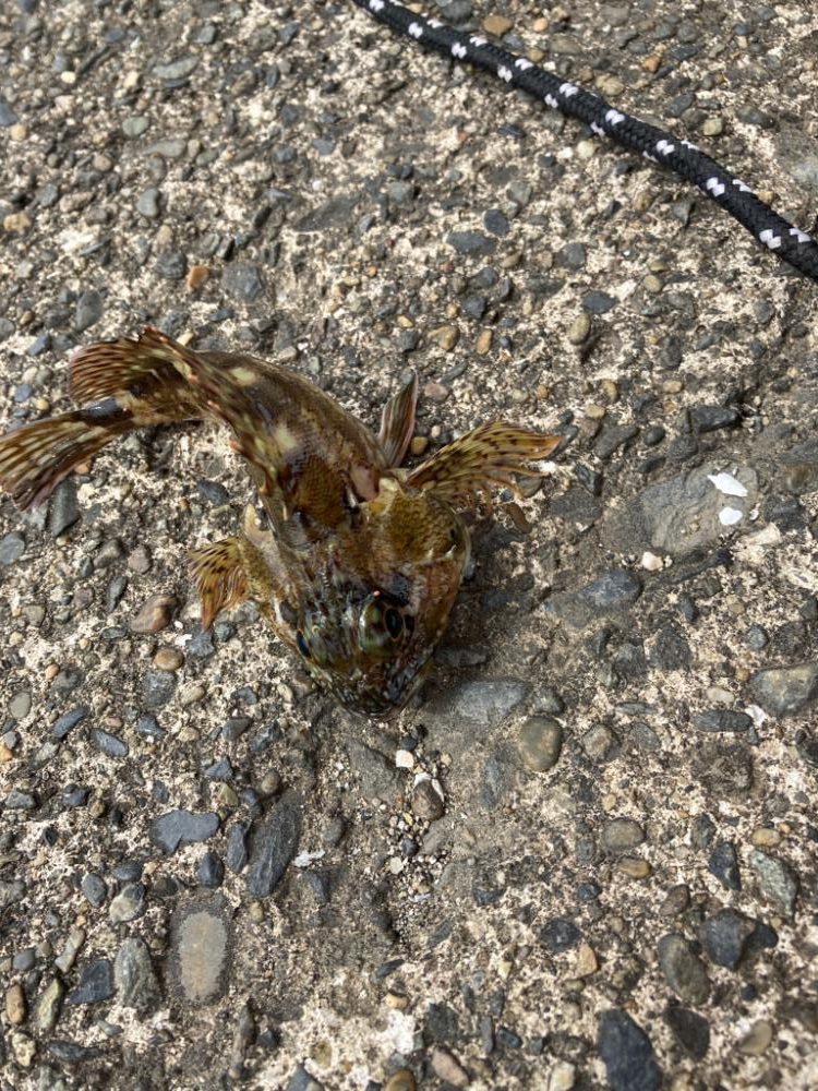 どちゃ濁りでも魚はいた！