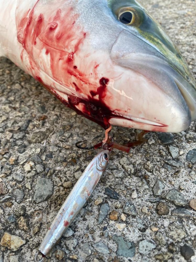 ショアジギング