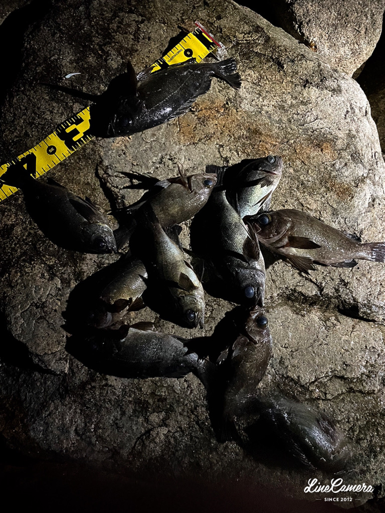 泣き尺メバリング