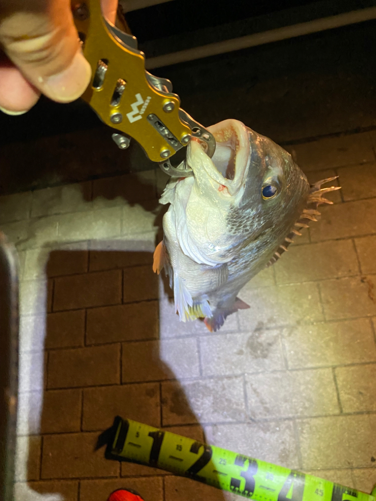 ヘチってきました