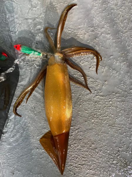 イカメタルで大剣狙い