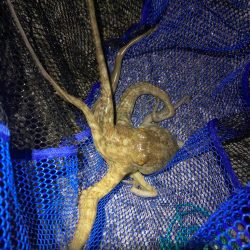 タコハンティング