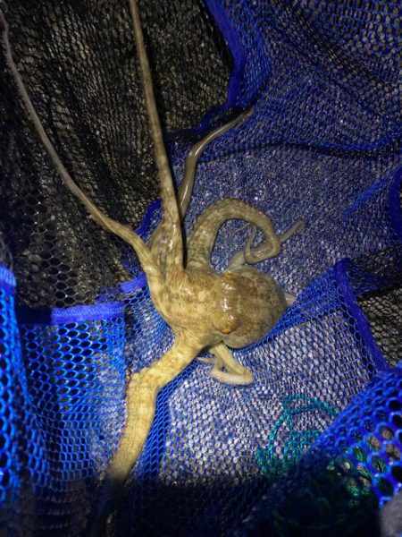 タコハンティング