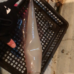 シーズン先取りイカメタル！