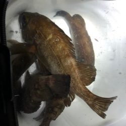 プラグvsワーム