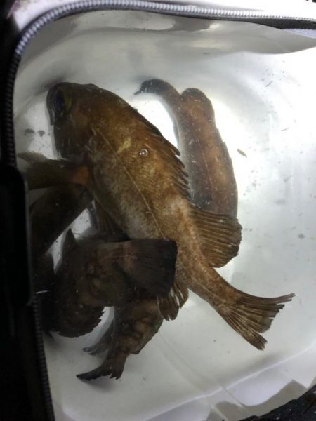 プラグvsワーム