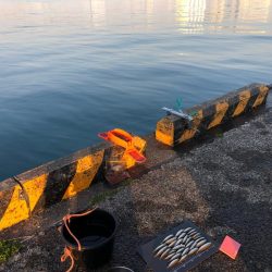 朝マズメの豆アジ！