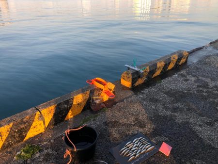 朝マズメの豆アジ！