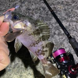 メバリングGW第二弾