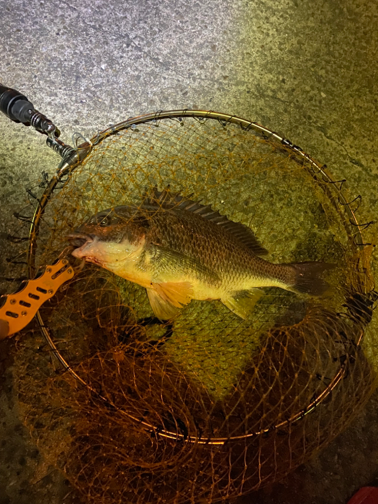 ヘチってきました