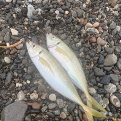 サーフでアジ！