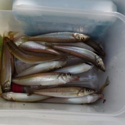 由良川でキス釣り