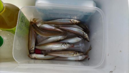 由良川でキス釣り