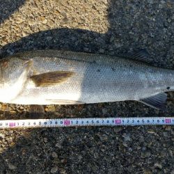 モーニング、シーバス‼&#x…