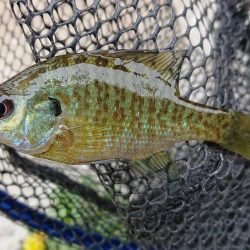 ブルーギル９匹