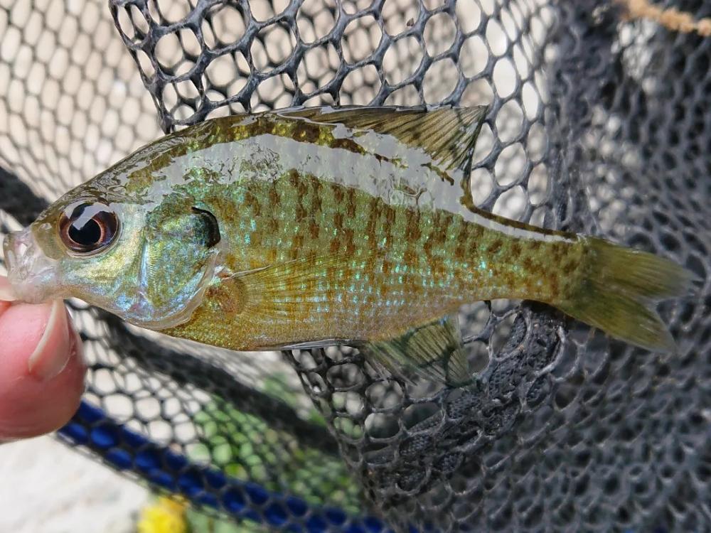 ブルーギル９匹