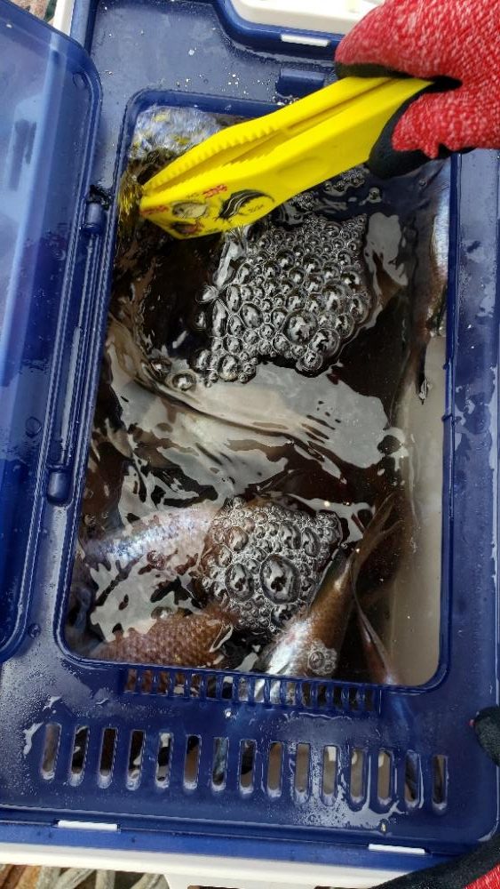 マコカレイ３６センチ釣れました！