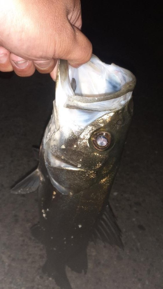 再びバチ調査！