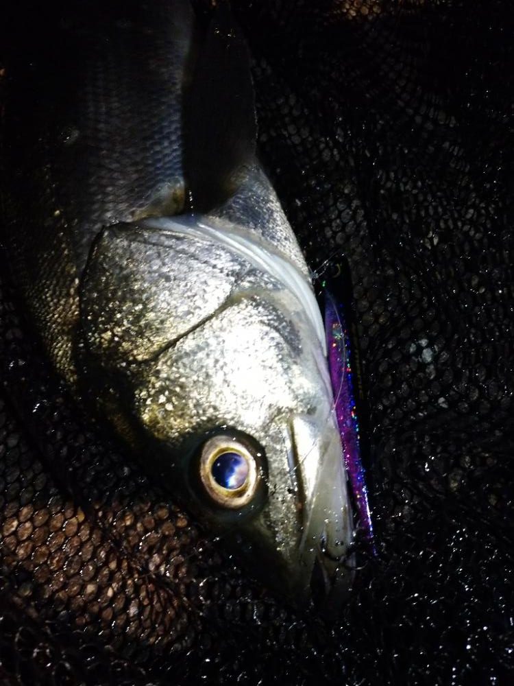 バチ抜けシーバス