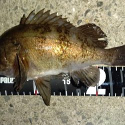 メバリング 大爆釣