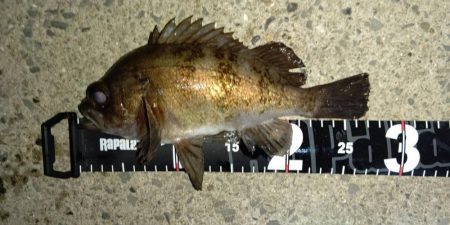 メバリング 大爆釣