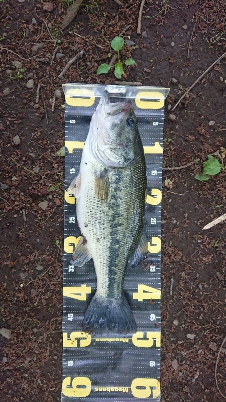 パワーフィネスでプリメス